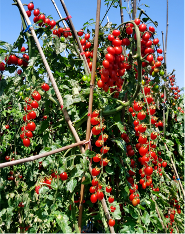 地康源肥料：讓紅貴人番茄的“天賦”，結(jié)出更驚艷的豐收